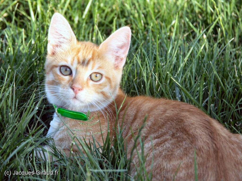 PICT0035 chaton x1024.JPG